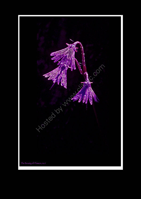 The Beauty of Flowers, No.1. Limited Edition Print.